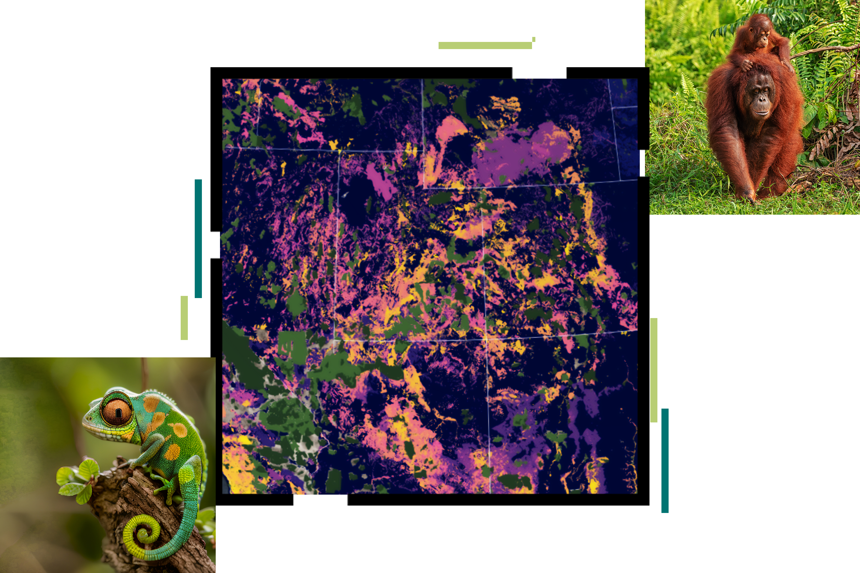 A collage with images of a chameleon, two orangutans, and a map with data shaded in purple, yellow, and green