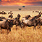 A herd of grazing brown bison scattered across a large flat field of tall golden grass